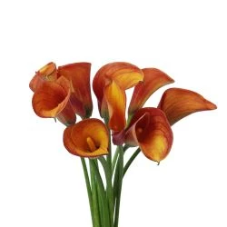 Calla Lily Mango Orange, 50 To 70 Cm 1 Calla Lily Mango Orange, 50 To 70 Cm -Flower Promotion Shop CALORM6 250x250 1