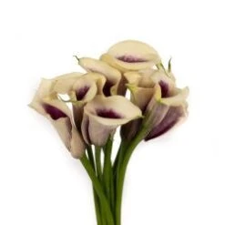 Calla Lily Picasso, 35 To 45cm