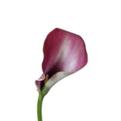 Calla Lily Pink Garnet Glow, 40 To 50 Cm