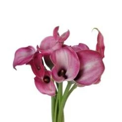Calla Lily Pink Garnet Glow, 30 To 35cm