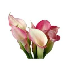 Calla Lily Blush Pink, 35 To 45 Cm