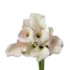 Calla Lily Blush Pink, 50 To 70cm