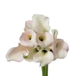 Calla Lily Blush Pink, 50 To 70cm