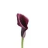 Calla Lily Purple, 30 To 35cm