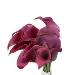 Calla Lily Purple, 50 To 70cm
