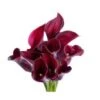 Calla Lily Purple, 55 - 70 Cm