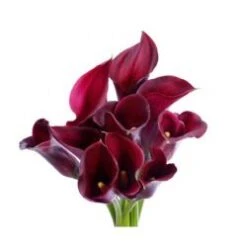 Calla Lily Purple, 55 - 70 Cm