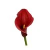 Calla Lily Dark Red Orange, 30 To 35cm