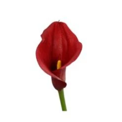 Calla Lily Dark Red Orange, 30 To 35cm