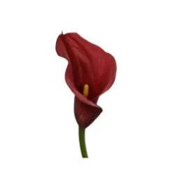Calla Lily Dark Red Orange, 40 To 45cm