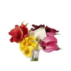 Calla Lily Siamese Assorted - 5 Stem Bunch