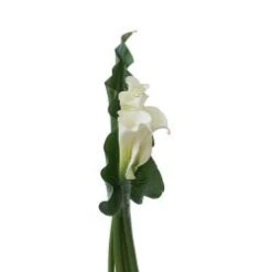 Calla White Open Cut - Bouquet With 5 Flowers And A Leaf, 80 Cm