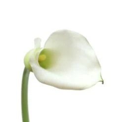 Calla Lily White, Sapporo/Aspen 35 To 45cm