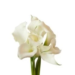 Calla Lily Crystal White Mini, 40 To 50 Cm