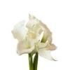Calla Lily Crystal White Mini, 50 To 70cm