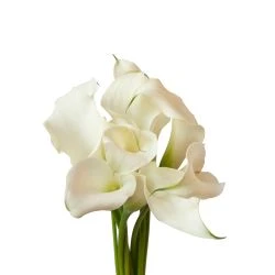 Calla Lily Crystal White Mini, 50 To 70cm 4 Calla Lily Crystal White Mini, 50 To 70cm -Flower Promotion Shop CALWMIN3 2 250x250 2