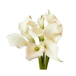 Calla Lily Crystal White Mini, 30 To 35cm 5 Calla Lily Crystal White Mini, 30 To 35cm -Flower Promotion Shop CALWMIN3 250x250 1