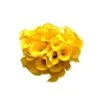 Calla Lily Mini Bright Yellow, 30 To 35cm