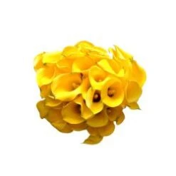 Calla Lily Mini Bright Yellow, 30 To 35cm