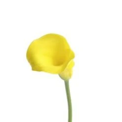 Calla Lily Mini Bright Yellow, 40 To 45cm