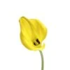 Calla Lily Bright Yellow, 50 To 70cm