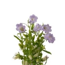 Campanula Lavender Big Bloom