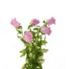 Campanula Pink Big Bloom