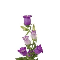 Campanula Purple - Blue Big Bloom