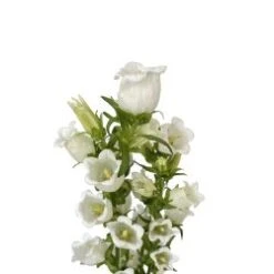 Campanula White