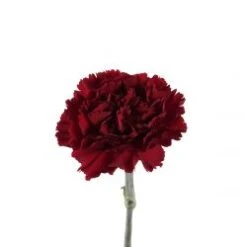 Carnation Burgundy - Fancy, Select