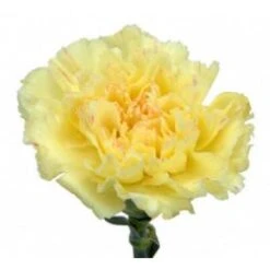 Carnation Cream - Fancy, Select