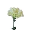 Carnation Green - Fancy, Select