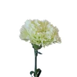 Carnation Green - Fancy, Select