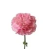 Minami Feminine Carnation (Japan)