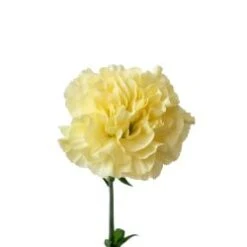 Minami Lemon Carnation (Japan)