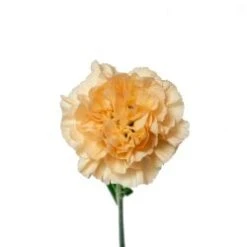 Minami Minami Carnation (Japan)