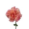 Minami Orange Carnation (Japan)