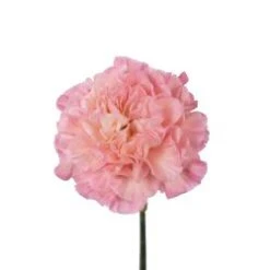 Minami Passion Carnation (Japan)