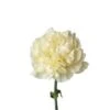 Minami Poly Carnation (Japan)