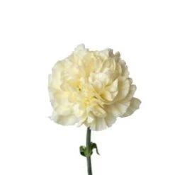 Minami Poly Carnation (Japan)