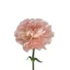 Minami Sakura Carnation (Japan)