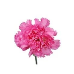 Carnation Dark Lavender - Fancy, Select