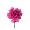 Carnation Lavender - Fancy, Select