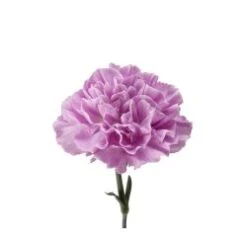 Carnation Lavender Moonlite