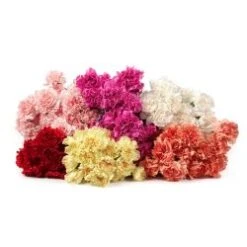 Carnation Assorted Fancy, 200 Stem Per Case