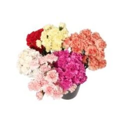 Carnation Assorted Select, 200 Stem Per Case