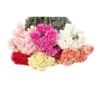Carnation Assorted Standard, 400 Stem Per Case