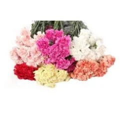 Carnation Assorted Standard, 400 Stem Per Case