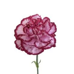 Carnation Mauve Purple With Purple Edges