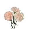 Carnation Novelty Light Pink Antique